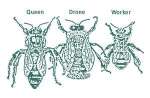 The Three Bee Types in a Hive